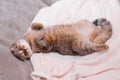 Scottish Fold cat, brown tabby lying belly up on its back.