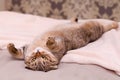 Scottish Fold cat, brown tabby lying belly up on its back.