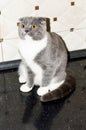 Scottish fold cat color blue bicolor on a black floor