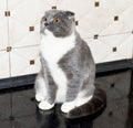 Scottish fold cat color blue bicolor on the countertop