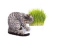 Scottish Fold cat eating fresh green grass growing by oats seed, natural herbal treatment for the health of pet isolated on white Royalty Free Stock Photo