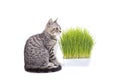 Scottish Fold cat eating fresh green grass growing by oats seed, natural herbal treatment for the health of pet isolated on white Royalty Free Stock Photo