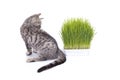 Scottish Fold cat eating fresh green grass growing by oats seed, natural herbal treatment for the health of pet isolated on white Royalty Free Stock Photo