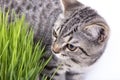 Scottish Fold cat eating fresh green grass growing by oats seed, natural herbal treatment for the health of pet isolated on white Royalty Free Stock Photo