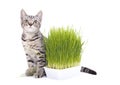 Scottish Fold cat eating fresh green grass growing by oats seed, natural herbal treatment for the health of pet isolated on white Royalty Free Stock Photo