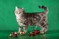 Scottish fold cat on a green background Royalty Free Stock Photo