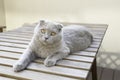 Scottish Fold cat Royalty Free Stock Photo