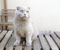 Scottish Fold cat Royalty Free Stock Photo
