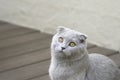 Scottish Fold cat Royalty Free Stock Photo