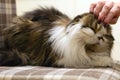 Scottish fold cat. Hand of person stroking head of cute cat