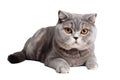 Scottish Fold Cat On Isolated Transparent Background, Png. Generative AI