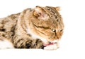 Scottish fold cat licks his paw Royalty Free Stock Photo