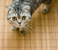 Scottish Fold cat looking up pleasing for food Royalty Free Stock Photo