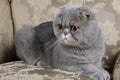 Scottish Fold Cat Lying On The Couch
