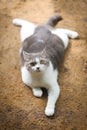 Scottish fold cat lying on the sand in the garden. Tabby blue cat looking at camera Royalty Free Stock Photo
