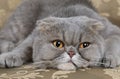 Scottish Fold cat lying on a sofa Royalty Free Stock Photo