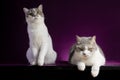 Scottish fold cat lying on violet background in studio. Two Tabby cat sitting on purple background Royalty Free Stock Photo