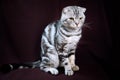 Scottish fold cat marble on silver, portrait on a dark background