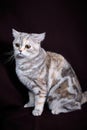 Scottish fold cat marble on silver, portrait on a dark background