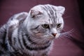 Scottish fold cat marble on silver, portrait on a dark background