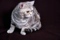 Scottish fold cat marble on silver, portrait on a dark background