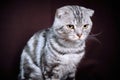 Scottish fold cat marble on silver, portrait on a dark background