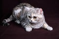 Scottish fold cat marble on silver, portrait on a dark background
