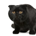 Scottish Fold cat, 7 months old Royalty Free Stock Photo