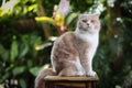 Scottish fold cat with orange eyes sitting on wooden table with green leaf background. Orange cat sitting in the garden. Tabby cat Royalty Free Stock Photo