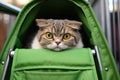 a scottish fold cat poking its head out of a green stroller