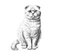 Scottish fold cat portrait sketch hand drawn sketch, engraving style