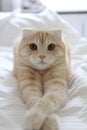 Scottish fold cat