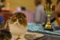 Scottish Fold cat with prize cup Royalty Free Stock Photo