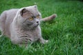 A Scottish fold cat resting on the grass, space for text. British fold cat