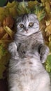 Scottish fold cat Royalty Free Stock Photo