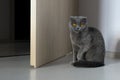 A Scottish fold cat sits at the open door with its front paw raised and looks contemptuous. The cat is gray with bright orange Royalty Free Stock Photo