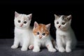 Scottish fold cat sitting on black background. Three White Kitten on gray floor in studio Royalty Free Stock Photo