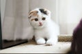 scottish fold cat sitting in the floor. Calico cat looking at camera. Cute white kittens sitting in house Royalty Free Stock Photo