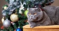 Scottish Fold Cat sitting near decorated Christmas tree. Grey Cat celebrate New Year at home. Concept of Merry Christmas and New Y Royalty Free Stock Photo