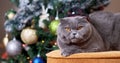 Scottish Fold Cat sitting near decorated Christmas tree. Grey Cat celebrate New Year at home. Concept of Merry Christmas and New Y Royalty Free Stock Photo