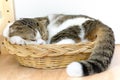 Scottish fold cat sleep Royalty Free Stock Photo