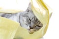 Scottish Fold cat sleep in the plastic bag Royalty Free Stock Photo