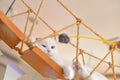 Scottish Fold cat sleep Royalty Free Stock Photo