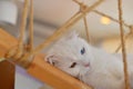 Scottish Fold cat sleep Royalty Free Stock Photo