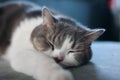 Scottish fold cat sleeping on sofa in the house. Tabby cat resting on the sofa