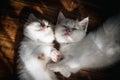 Scottish fold cat sleeping on wooden floor in house. Kitten sleeping on the floor in the morning