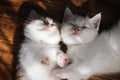 Scottish fold cat sleeping on wooden floor in house. Kitten sleeping on the floor in the morning