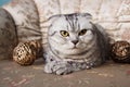 Scottish Fold Cat On A Sofa Royalty Free Stock Photo