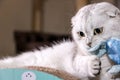 Adorable silver chinchilla Scottish fold cat