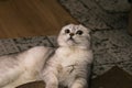 Adorable silver chinchilla Scottish fold cat